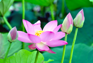 光澤度儀可以賞荷嗎？光澤度儀測量荷花的光澤度