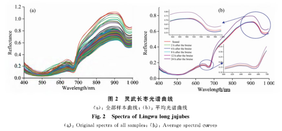高光譜數據在損傷長棗的檢測判別中的應用