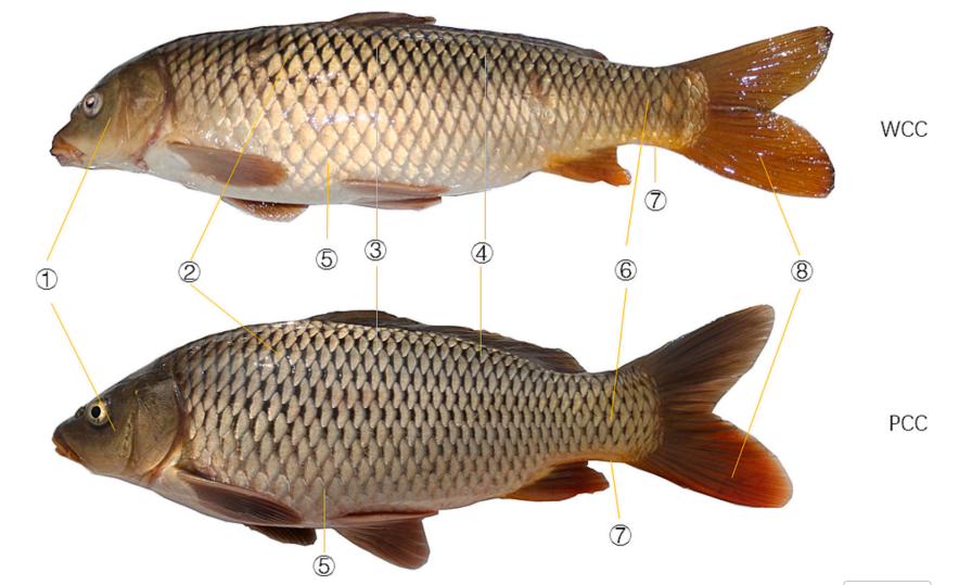 黄瓜视频91APP時助力河南師範大學在國際知名期刊《Aquaculture》發表研究成果2