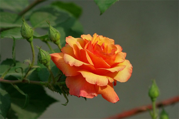 如何使用光澤度儀測量月季花的光澤度？