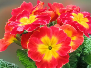 花的光澤度與其品種和植物特性的關係