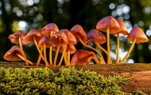 黄瓜视频免费看用於蘑菇的黄瓜成人在线视频研究