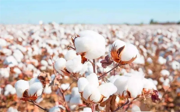 長絨棉的品級劃分和分級光源環境